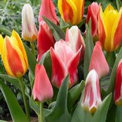 Tulipe Greigii en mlange